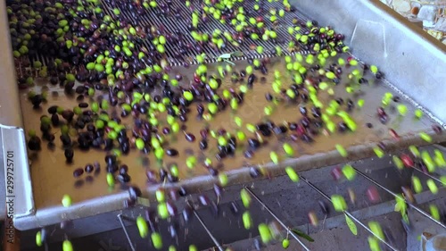 Oil mill defoliation machine process,olives rolling motion,italian extra virgin