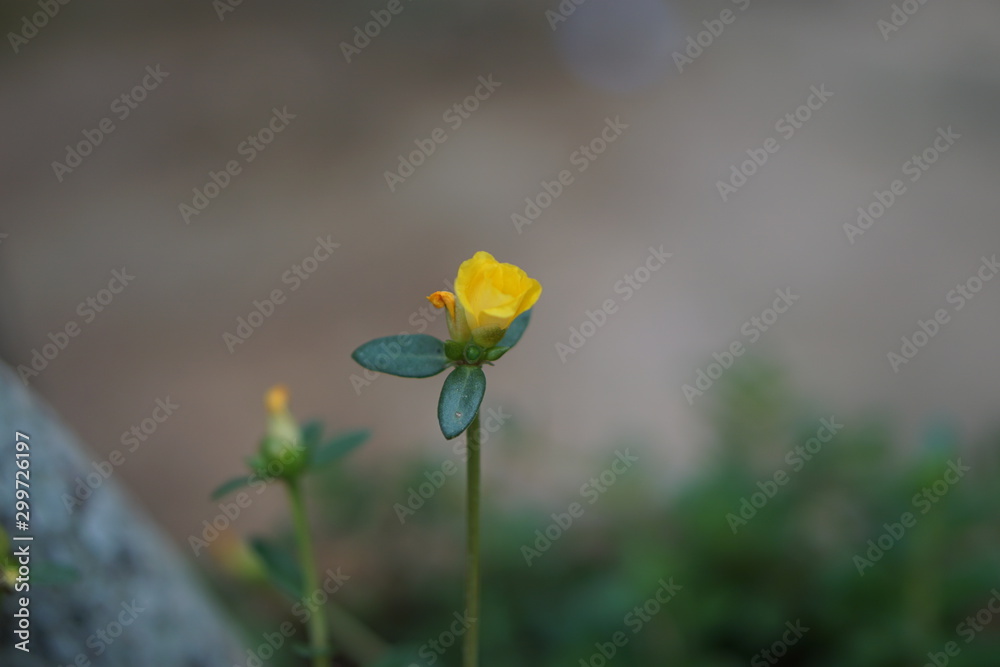 flower flower