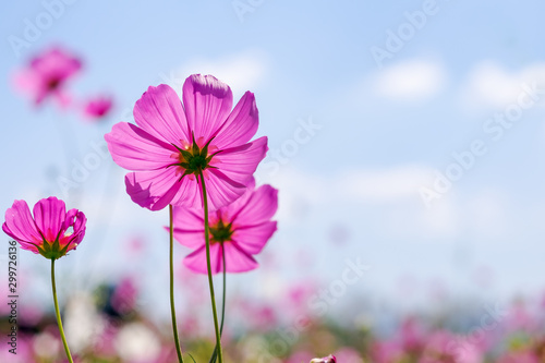 Cosmos Flower in the garden with sky, blooming beautiful flower, eco and nature concept