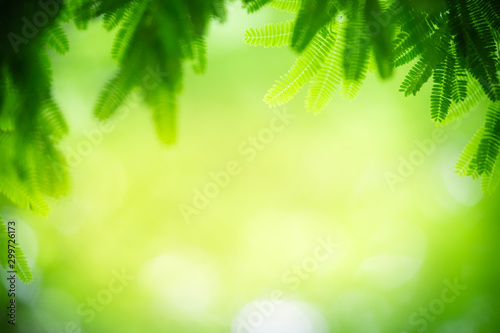 Green leaf nature on blurred greenery background with copy space under sunlight using as a wallpaper  ecology  fresh concept.