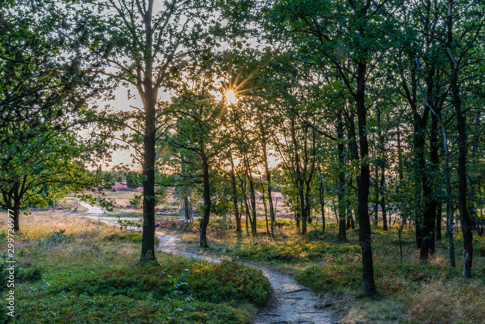 Naklejka premium Sunrays through the trees during the sunset in the Lüneburg Heath to the heath blossom - radiant violet flowers, trees and hiking trails