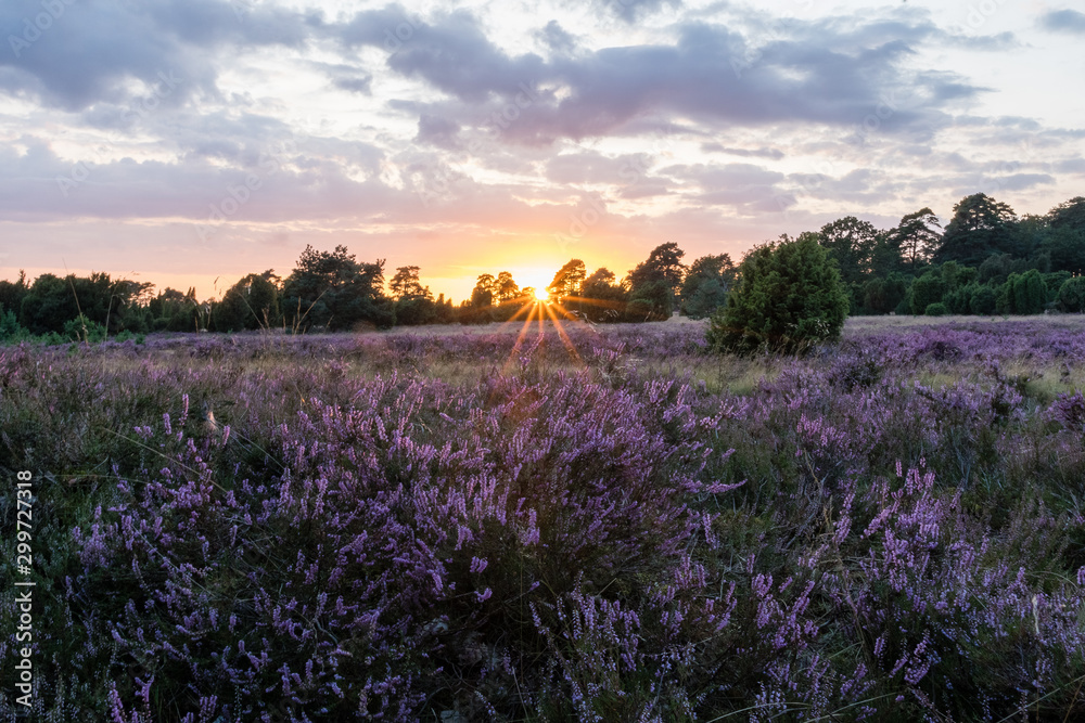 Sunrays through the trees during the sunset in the Lüneburg Heath to the heath blossom - radiant violet flowers, trees and hiking trails