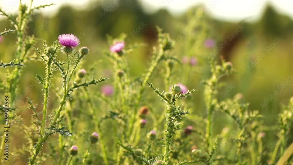 Closeup view of beautiful colorful wild grass growing in countryside meadow outside. Organic natural video background. Real time full hdf footage. Closeup view of beautiful colorful wild grass growing in countryside meadow outside. Organic natural video background. Real time full hdf footage.