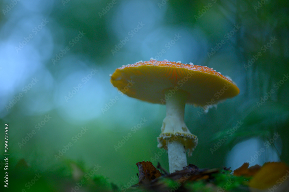 Fototapeta premium Champignon amanite dans un beau décors