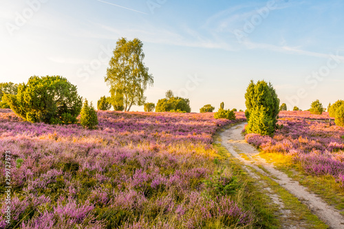 The Lüneburg Heath to the Heath Bloom - radiant violet flowers, trees and hiking trails photo