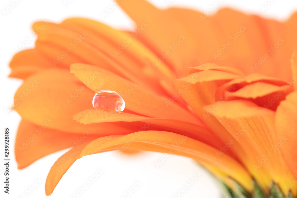 Close up of orange gerbera with droplet on petal on white background