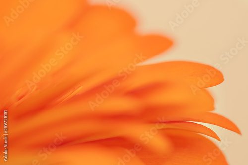 Close up, selective, soft focus of orange gerbera on light coloured background