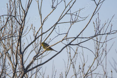 Yellowhammer (Emberiza citrinella) male bird, sitting on branch of bush and singing. Birdwatching in Lubana, Latvia.