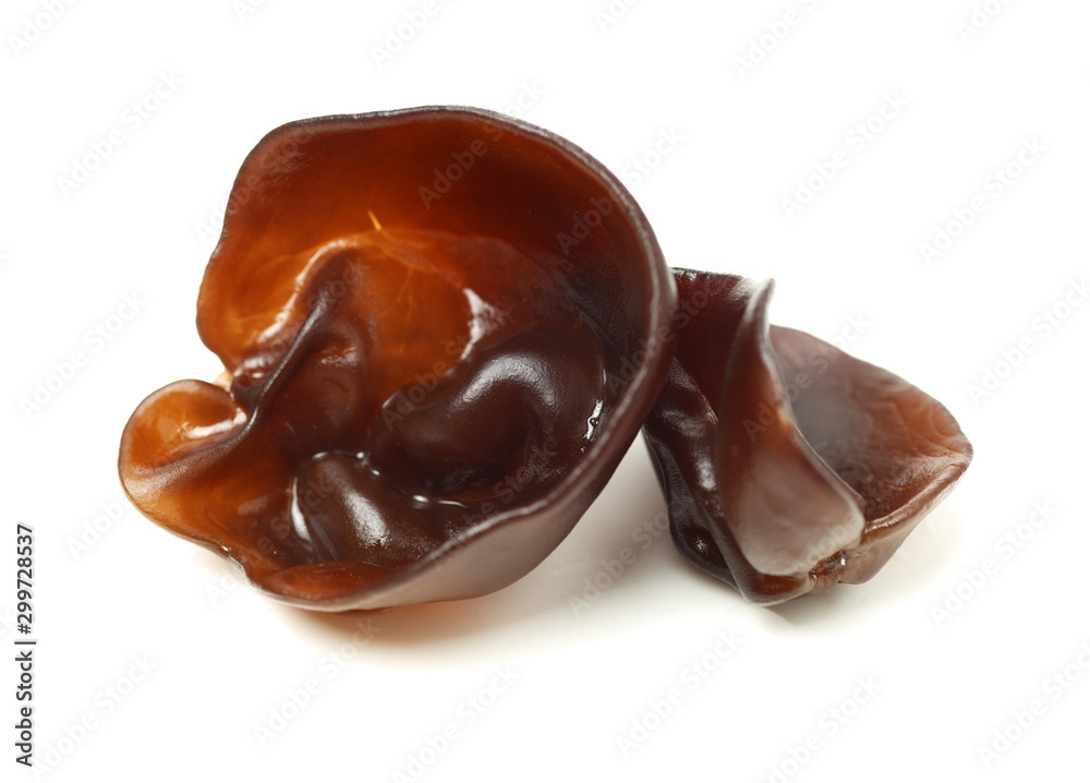 black fungus on white background black fungus on white background