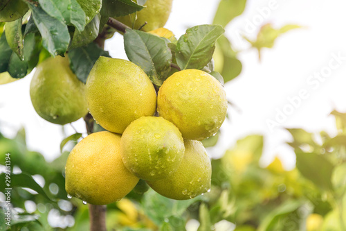 Ripening fruits lemon tree close up. Fresh green lemon limes with water drops hanging on tree branch in organic garden