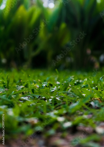 Grass time