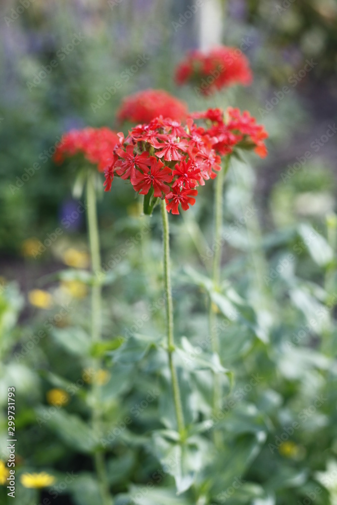 Lichtnelke - lychnis chalcedonica, caryophyll acea