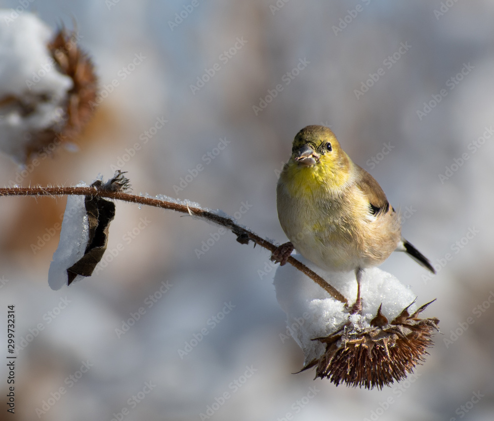 Fototapeta premium Western Tanager resting on a branche, feeding on seeds, on a winter day