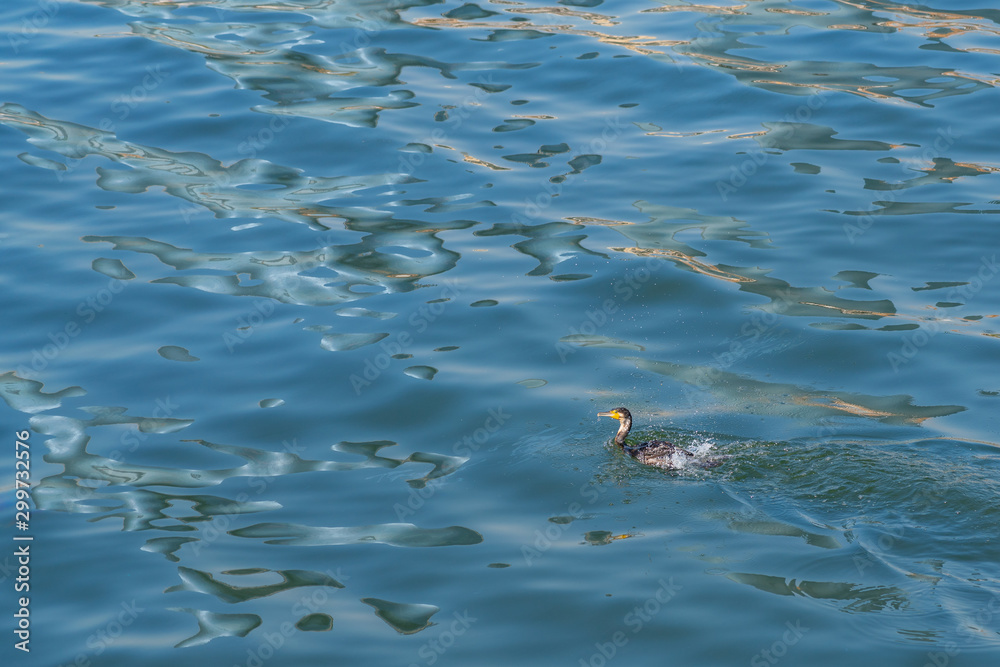 Cormorant bird swims in the sea Cormorant bird swims in the sea