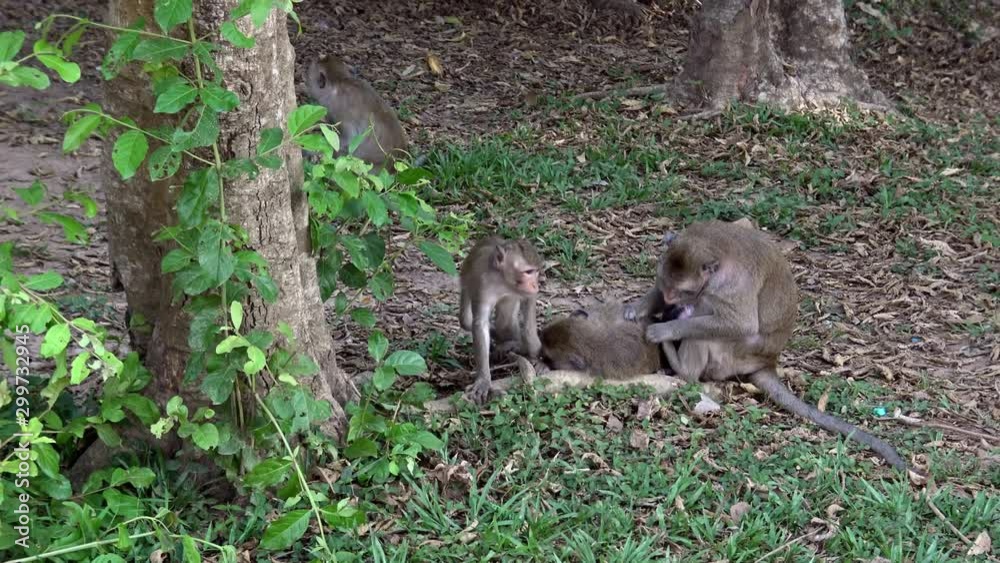 4k, family of Cambodian macaques sitting in the grass deworming each other while the little monkey explores the surroundings. Monkey looks the camera while eats in Angkor Wat, Siem Reap, Cambodia.-Dan 4k, family of Cambodian macaques sitting in the grass deworming each other while the little monkey explores the surroundings. Monkey looks the camera while eats in Angkor Wat, Siem Reap, Cambodia.-Dan