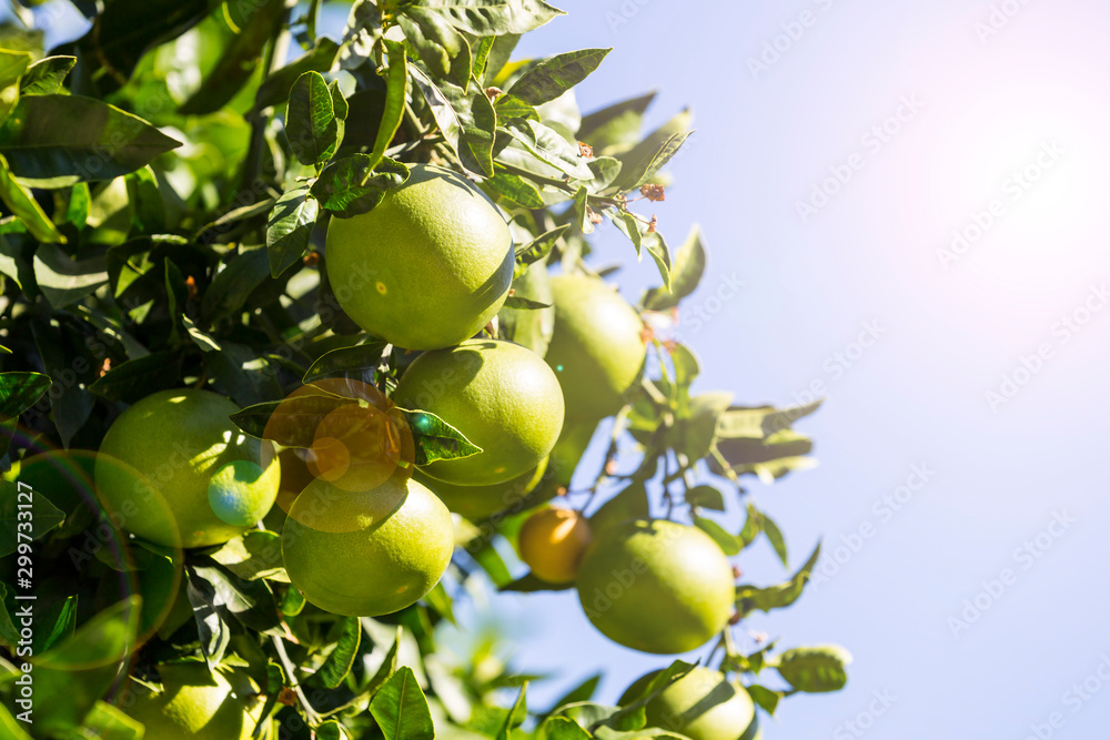 Fruits of citrus orange tree branches closeup shot. Fruits of citrus orange tree branches closeup shot.