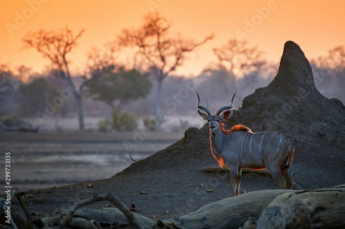 Bilde på lerret Greater Kudu, Tragelaphus strepsiceros, an African antelope, male with huge twisted horns lit by the morning sun, against the termite mound