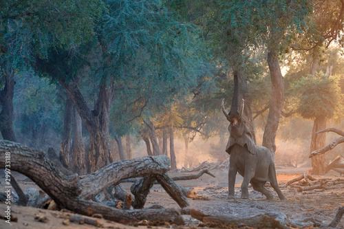 Elephant scene from Mana Pools National Park. African elephant trying to reach on the leaves of trees. Elephant with high stretched trunk in colorful morning light. Mana Pools park, Zimbabwe.