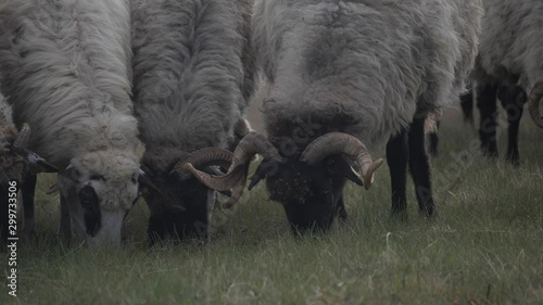 Close up many sheeps with white wool graze in the field in Zabljak, Montenegro 2019