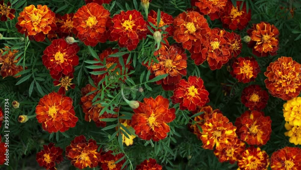 Top view on carpet of yellow-red-orange marigold in autumn meadow. Wind waves bright flowers. Floral background Top view on carpet of yellow-red-orange marigold in autumn meadow. Wind waves bright flowers. Floral background