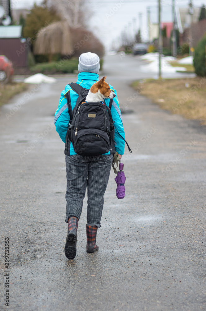 Woman carrying Basenji dog inside backpack while walking on wet road at early spring season Woman carrying Basenji dog inside backpack while walking on wet road at early spring season
