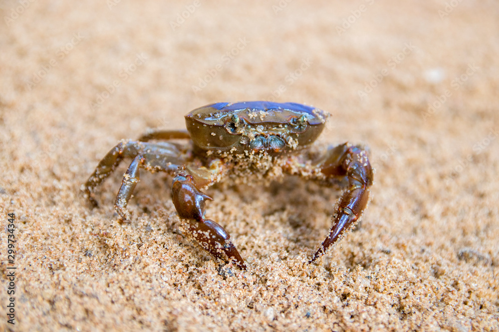 crab on sand