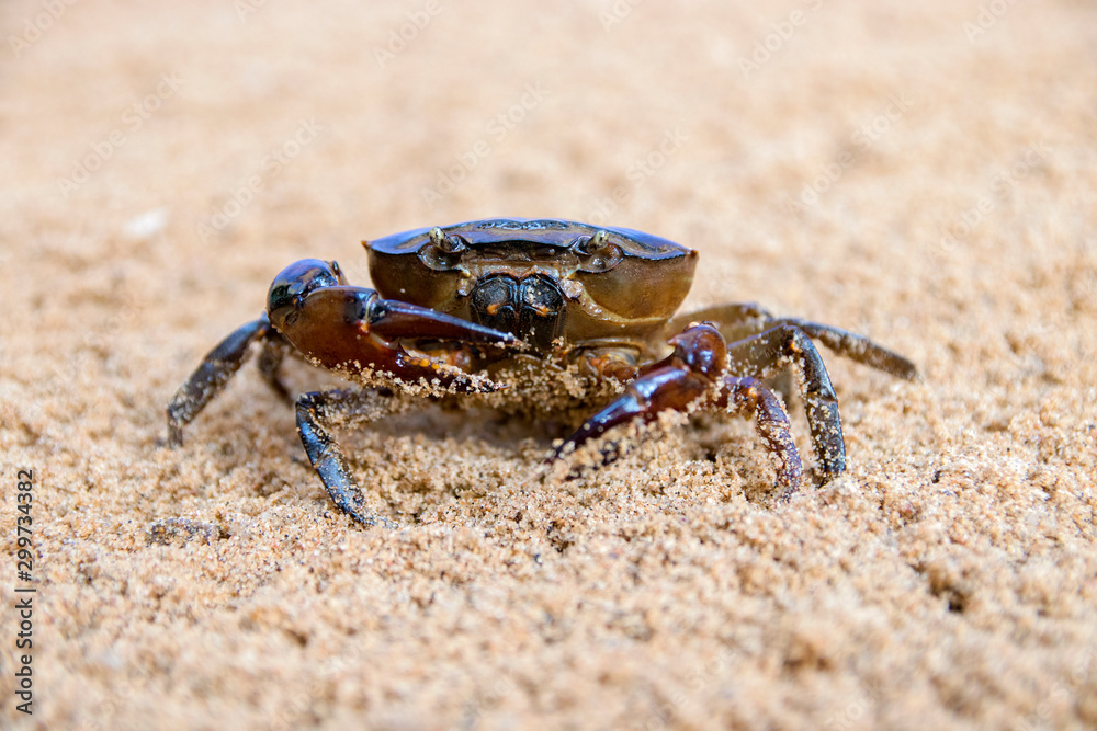 crab on the beach