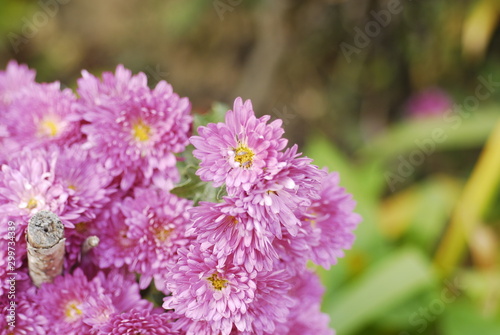 small plant louses on the pollen of purple asters