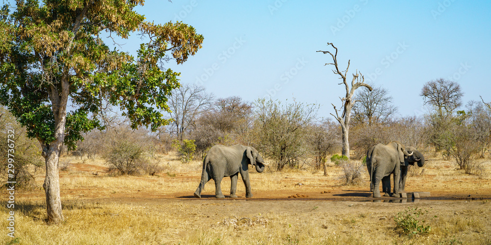 Fototapeta premium elephants in kruger national park, mpumalanga, south africa 10