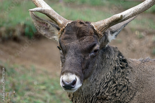 White Lipped Deer face close up photo