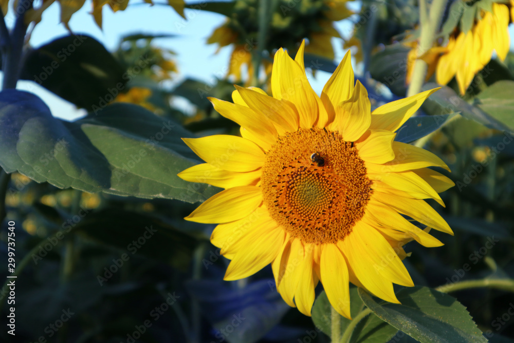 Obraz premium Sunny yellow sunflower close up macro with bright colors blue sky smmer season