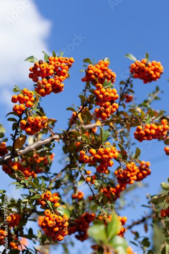 Autumn background with rowan. Beautiful branch of mountain ash with bright red ripe berries on a background of blue sky with white clouds. Sunny picture of autumn nature, botanical background.