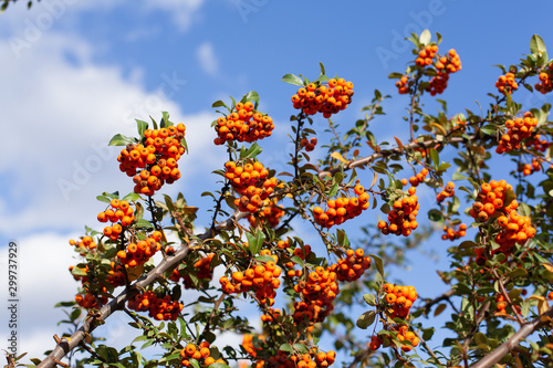 Sky and rowan, autumn background. Beautiful branch of rowan with bright red ripe berries on a background of blue sky with white clouds. Sunny picture of nature, botanical concept.