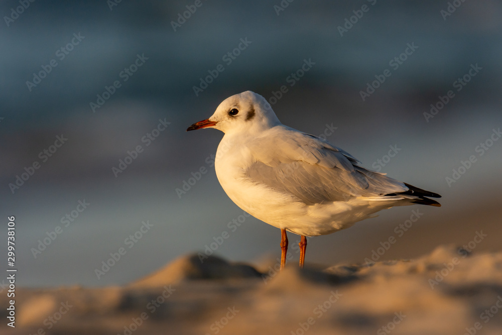 The black-headed Gull (Chroicocephalus ridibundus) sitting on a beach during sunset The black-headed Gull (Chroicocephalus ridibundus) sitting on a beach during sunset
