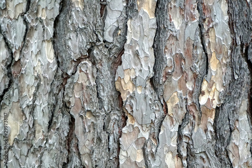 Old tree Pinus Negra bark texture background pattern