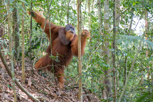 Beautiful male Sumatran Orangutan (Pongo abelii) during a ecotourism jungle hike in Gunung Leuser National Park, Bukit Lawang, Sumatra, Indonesia