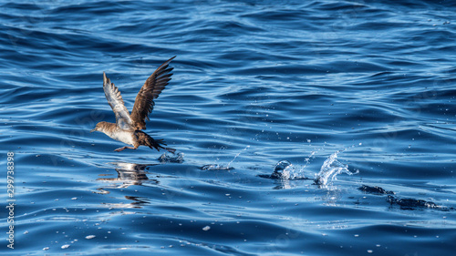 Young seagull takeoff in the open sea