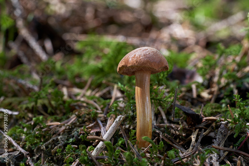 Inedible mushroom Chalciporus piperatus in the needles and moss in the spruce forest. Also known as peppery bolete. Mushroom with brown cap and tawny stem. Autumn time in the forest.