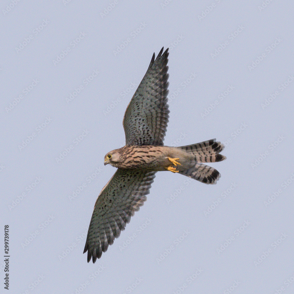 Fototapeta premium Turmfalke 