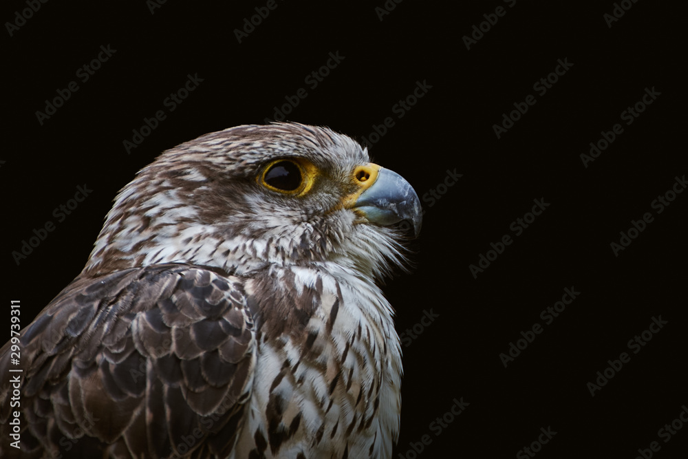 Close-up of a Saker falcon (Falco cherrug) isolated on black background with copy space