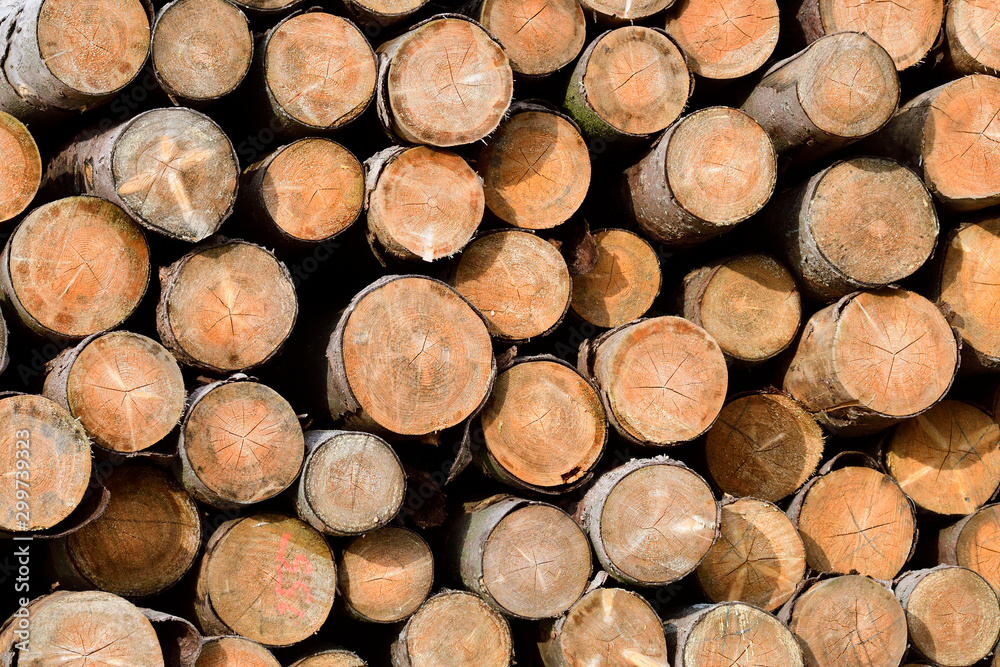 Geschlagene Fichtenstämme im Frühjahr 2019 in der Oberlausitz Geschlagene Fichtenstämme im Frühjahr 2019 in der Oberlausitz