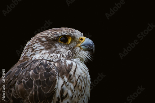 Close-up of a Saker falcon (Falco cherrug) isolated on black background with copy space © Thomas Marx