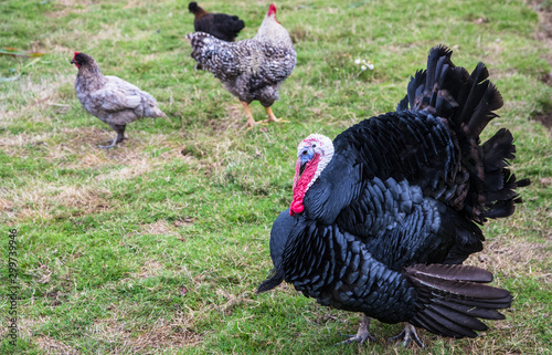 Turkey and chickens roaming outdoors on an organic farm