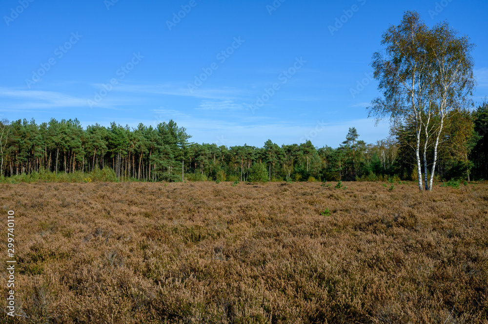 Obraz premium Autumn in North Brabant, landscape with Kempen forest and moorland in October, Netherlands