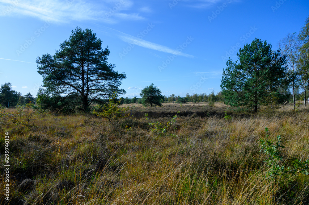 Autumn in North Brabant, landscape with Kempen forest and moorland in October, Netherlands Autumn in North Brabant, landscape with Kempen forest and moorland in October, Netherlands