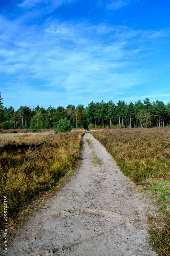 Autumn in North Brabant, landscape with Kempen forest and moorland in October, Netherlands