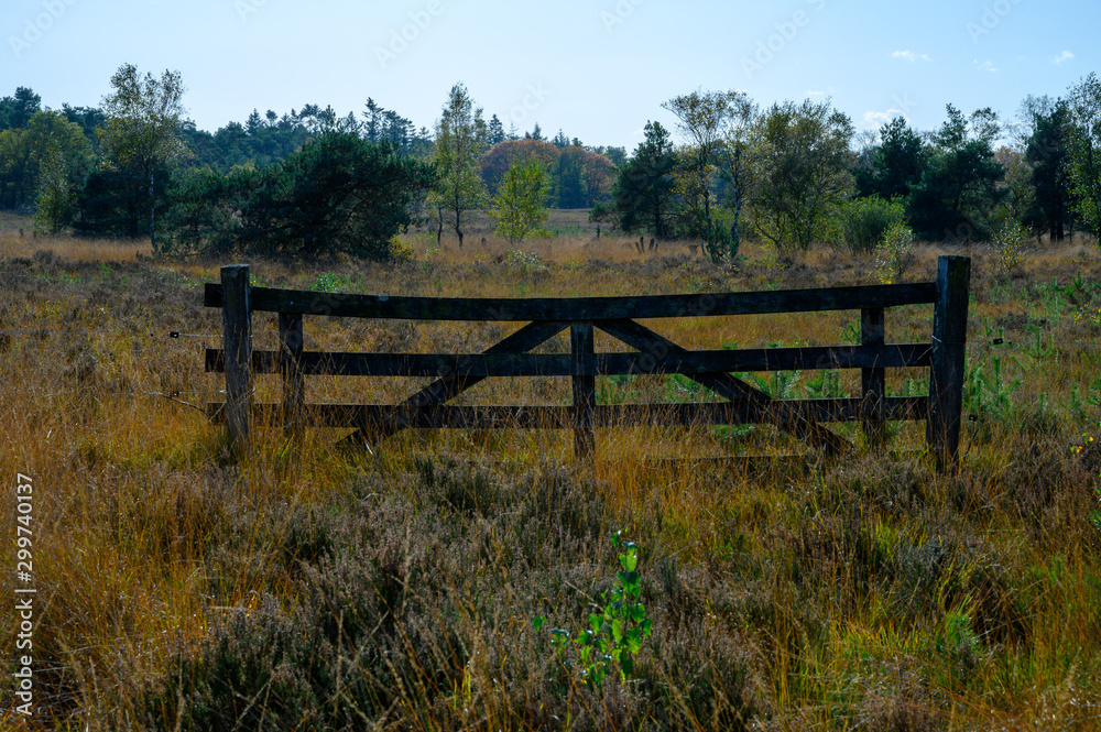 Autumn in North Brabant, landscape with Kempen forest and moorland in October, Netherlands Autumn in North Brabant, landscape with Kempen forest and moorland in October, Netherlands
