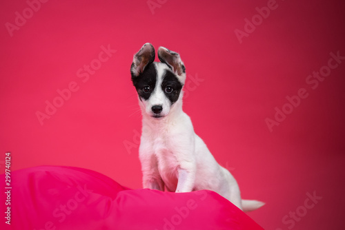 Foto Funny white puppy with black spots on pink background.