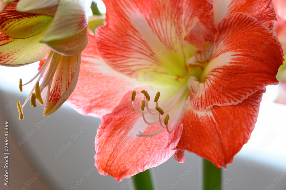 Winter flower big red and white Hippeastrum amaryllis close up Winter flower big red and white Hippeastrum amaryllis close up