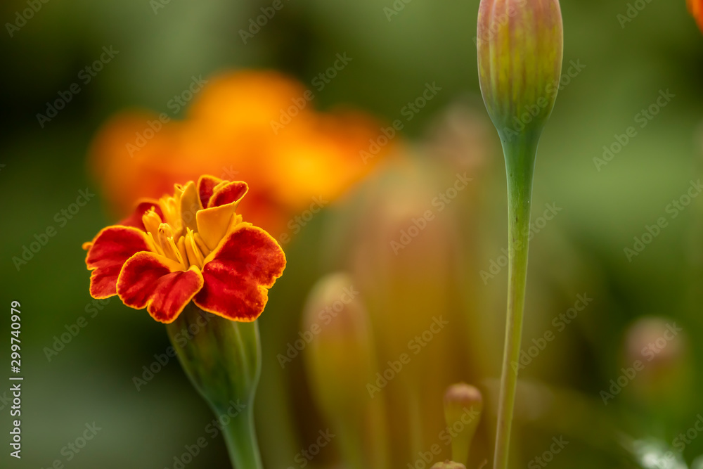 yellow marigold in the garden